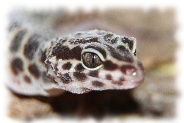 Mack Snow Leopardgecko