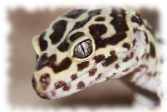 Bold Striped Bandit Leopardgecko