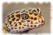 Ein striped Tangerine Leopardgecko