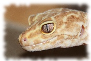 albino Leopardgecko