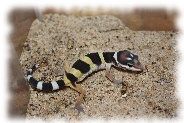 high yellow leopardgecko