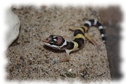 high yellow leopardgecko