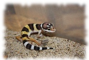 high yellow leopardgecko