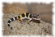 high yellow leopardgecko