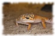 tangerine leopardgecko