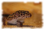 Mack Snow Leopardgecko