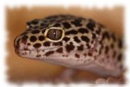 leopardgecko