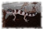 Mack Snow Leopardgecko