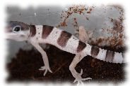 Mack Snow Leopardgecko