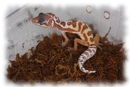 super giant tremper patternless albino leopardgecko