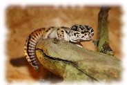 Bold Striped Bandit Leopardgecko