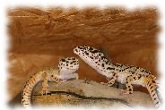 Bold Striped Bandit Leopardgecko