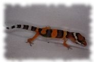 emerine leopardgecko