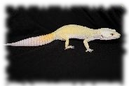 super giant tremper patternless albino leopardgecko