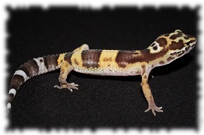 leopardgecko jungtier eublepharis macularius