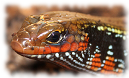 feuerskink prachtskink mochlus fernandi