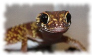 dickschwanzgecko nephrurus milii