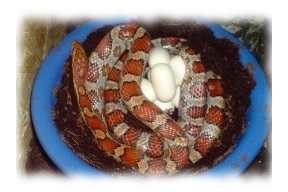 pantherophis gelege