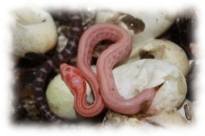 pantherophis gelege