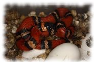 lampropeltis triangulum hondurensis