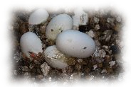 lampropeltis triangulum hondurensis