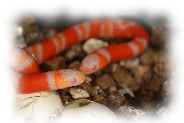 lampropeltis triangulum hondurensis