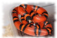 lampropeltis triangulum hondurensis