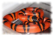 lampropeltis triangulum hondurensis