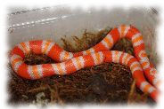 lampropeltis triangulum hondurensis