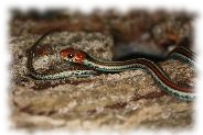 Thamnophis sirtalis tetrataenia