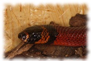 königsnatter lampropeltis triangulum hondurensis