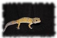 Ein striped Tangerine Leopardgecko