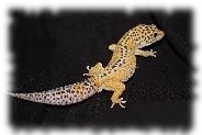 Ein striped Tangerine Leopardgecko