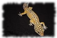 Ein striped Tangerine Leopardgecko