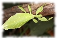 phyllium wandelndes blatt