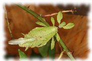 phyllium wandelndes blatt