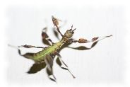 phyllium wandelndes blatt