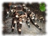 acanthoscurria geniculata