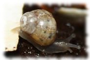 achatina fulica jungtier
