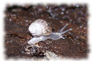 achatina fulica jungtier