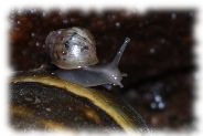 achatina fulica jungtier
