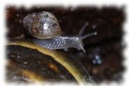 achatschnecke achatina fulica