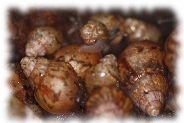 achatina fulica jungtier