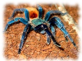 Chromatopelma cyaneopubescens