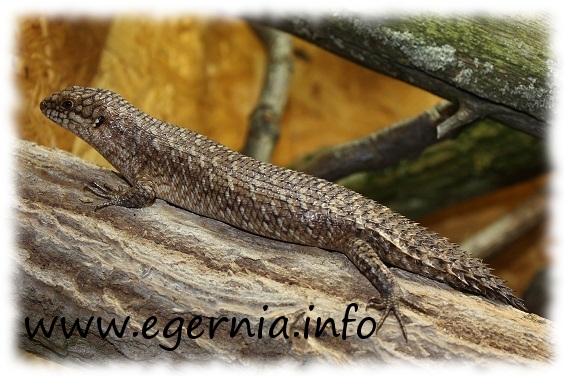 dornschwanzskink egernia stokesii